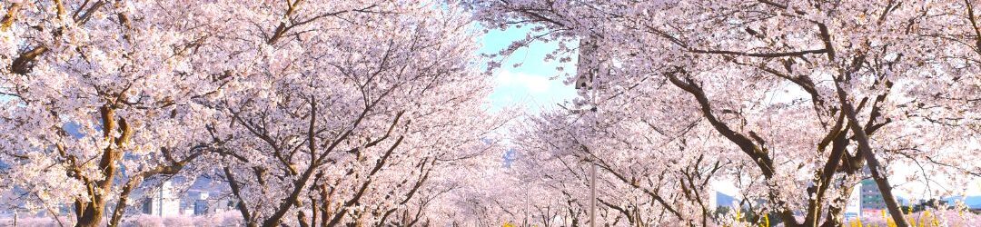 Korea Travel Guide to Seasons