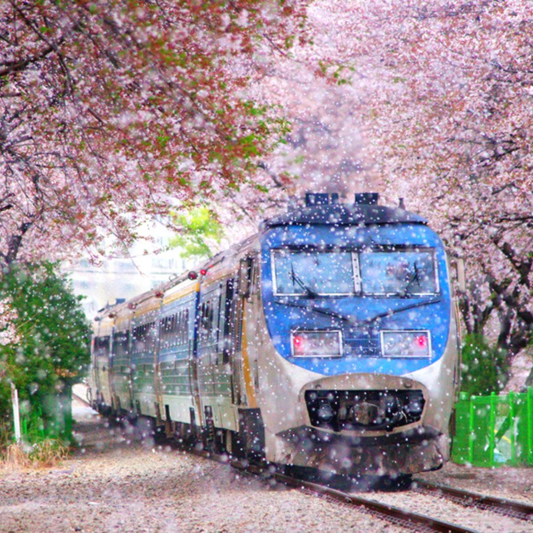 South Korea Travel Guide To Spring