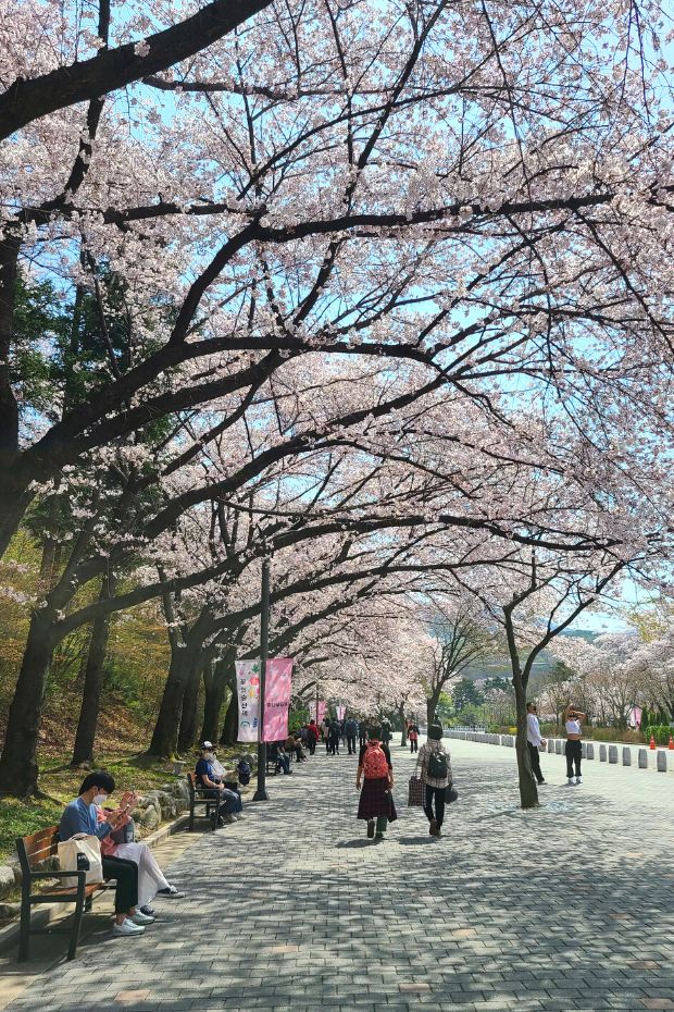 Beautiful Cherry Blossoms In Seoul Grand Park