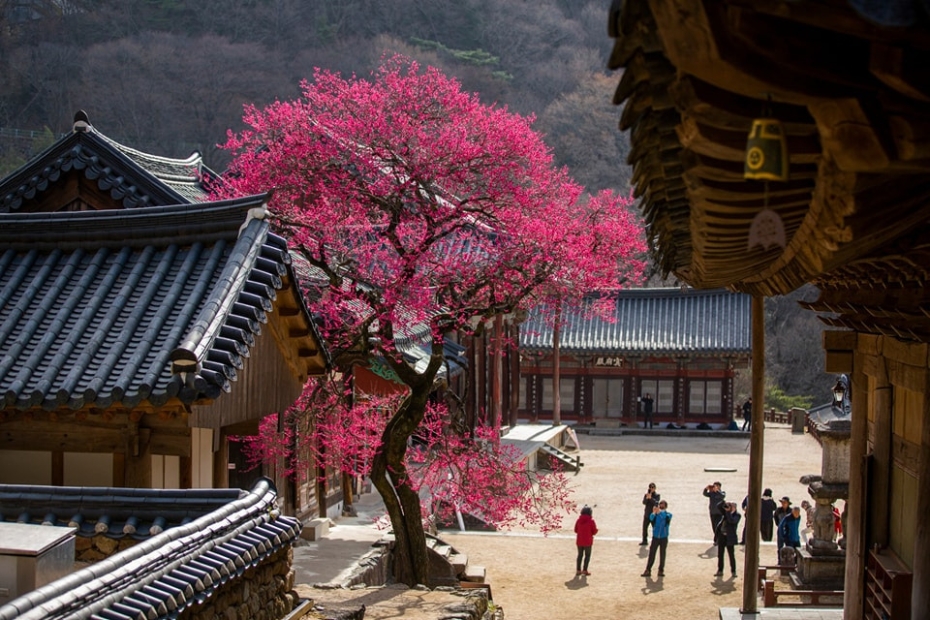 Beautiful tree in Korean temple in April