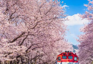 What to do in Korea in April Cherry blossom festivals