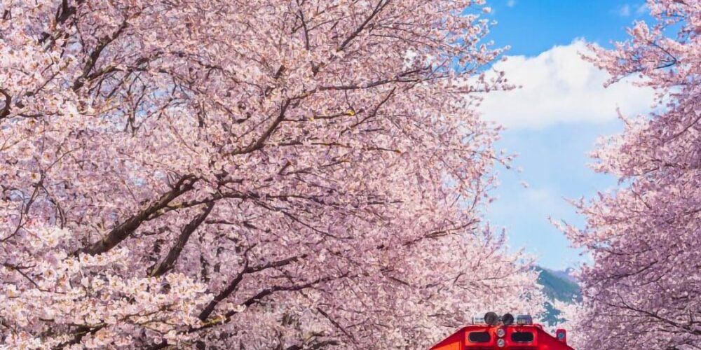 National Cherry Blossom Festival Cherry Blossom Leggings - Logo Vision, LLC