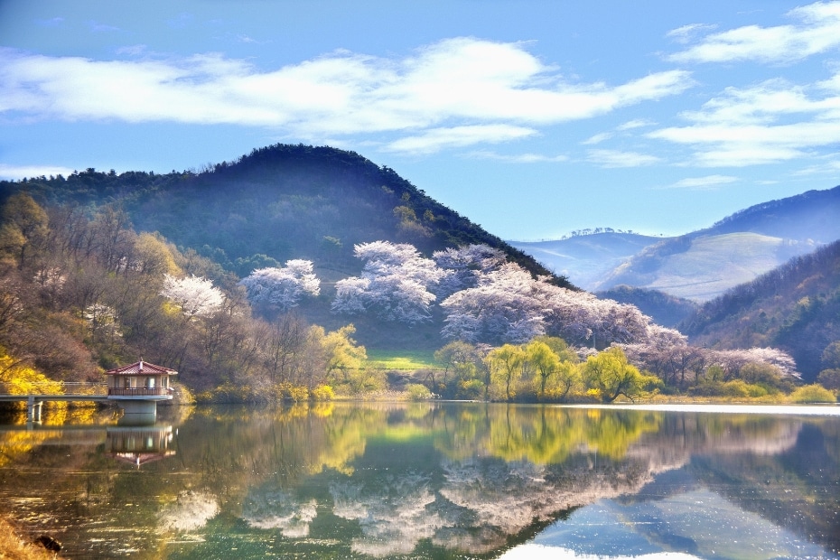 Cherry blossoms in Korean National Park