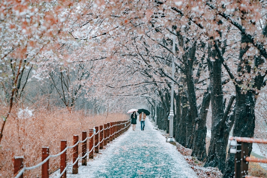 People in Korea walking with cherry blossoms