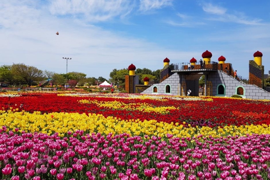 Taean International Tulip Festival