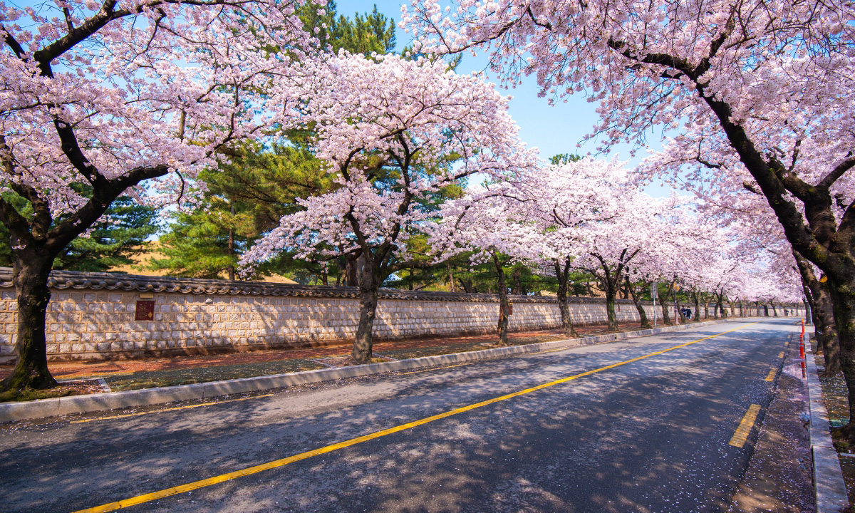 An image of a road set an angle with a traditional stone wall and cherry blossom trees.