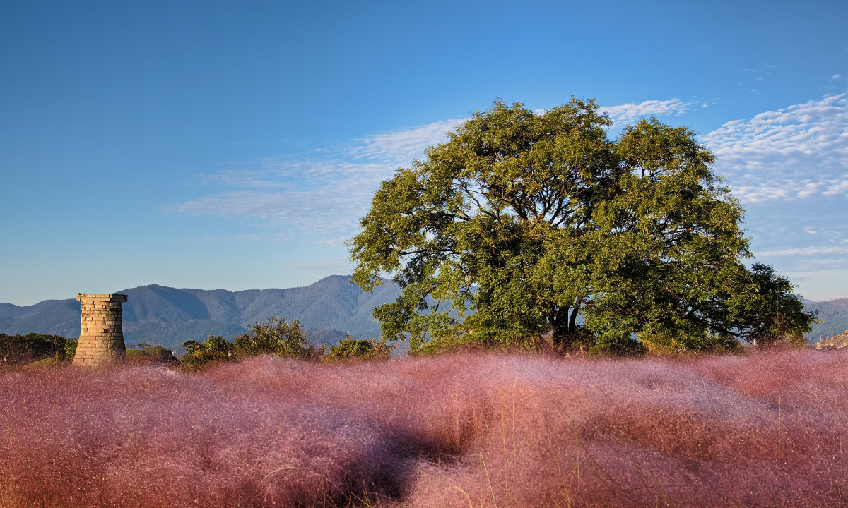 A sunny and clear day brightens the pink muhly grass in the foreground, with the Cheonmachong Observatory and mountains set off in the distance.