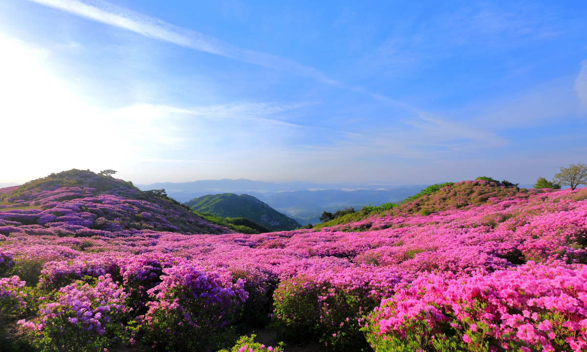 Beautiful purple and dark pink azalea flowers growing on a mountain with a blue sky up ahead.