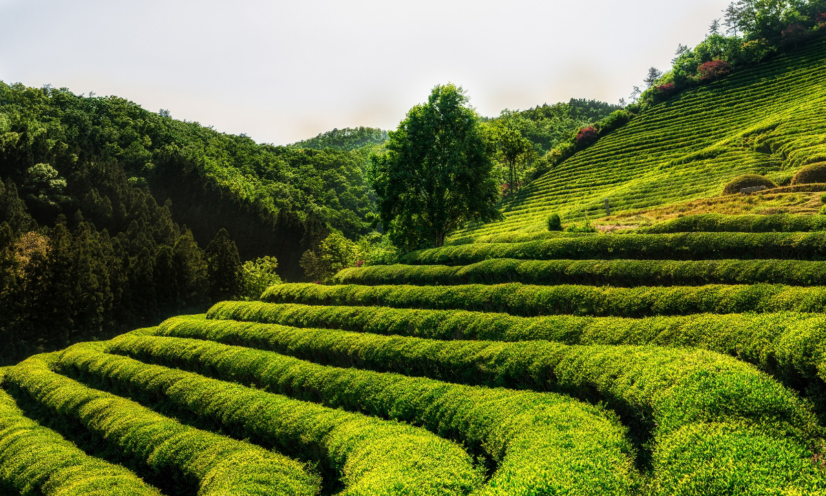 The lush Boseong Green Tea Farm in South Korea with rows of green tea bushes cascading the sloping hills.