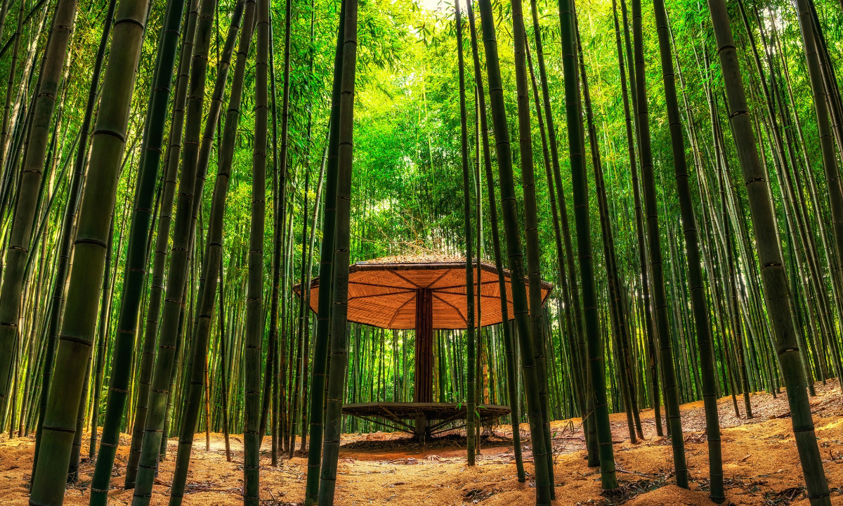 A bamboo forest surrounds a wooden resting place with an umbrella made out of natural material.