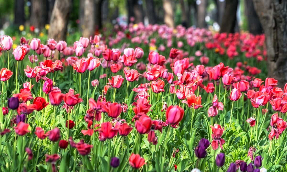 Multi-colored red, pink, and purple tulips are blooming in a large field of lush green.
