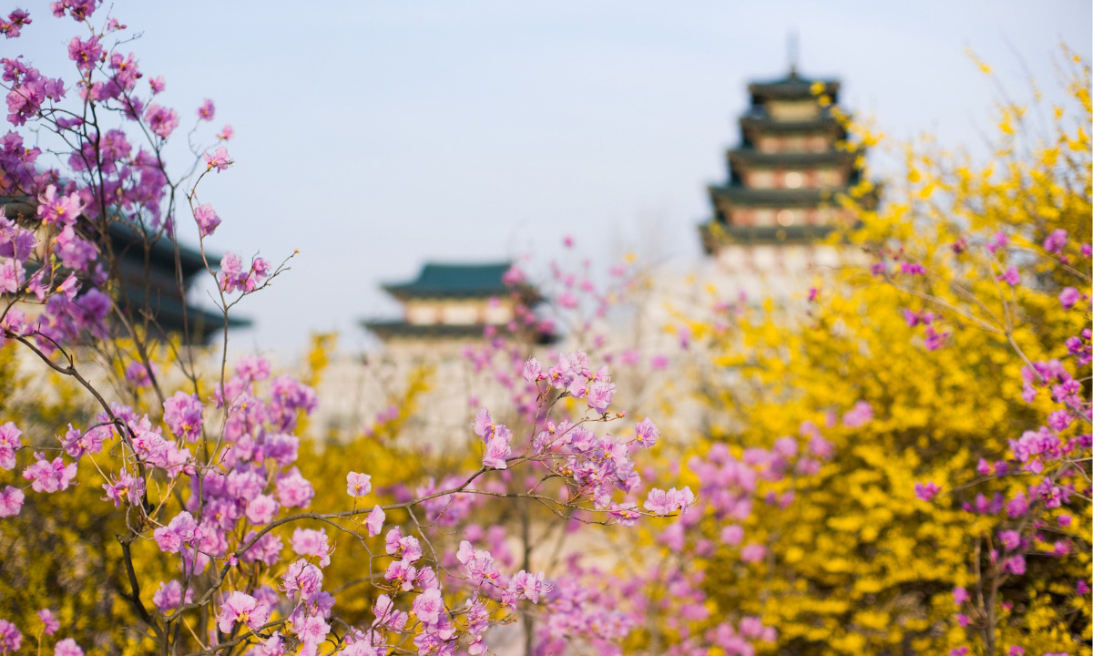 Pink and yellow flowers in the foreground, and two Korean traditional buildings from Gyeongbokgung Palace are blurred in the background.