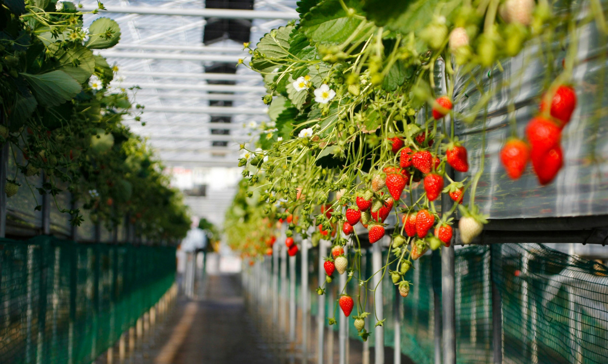 Rows of strawberries growing within a greenhouse on a bright sunny day.